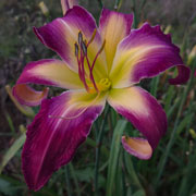 The Secret to Life Daylily